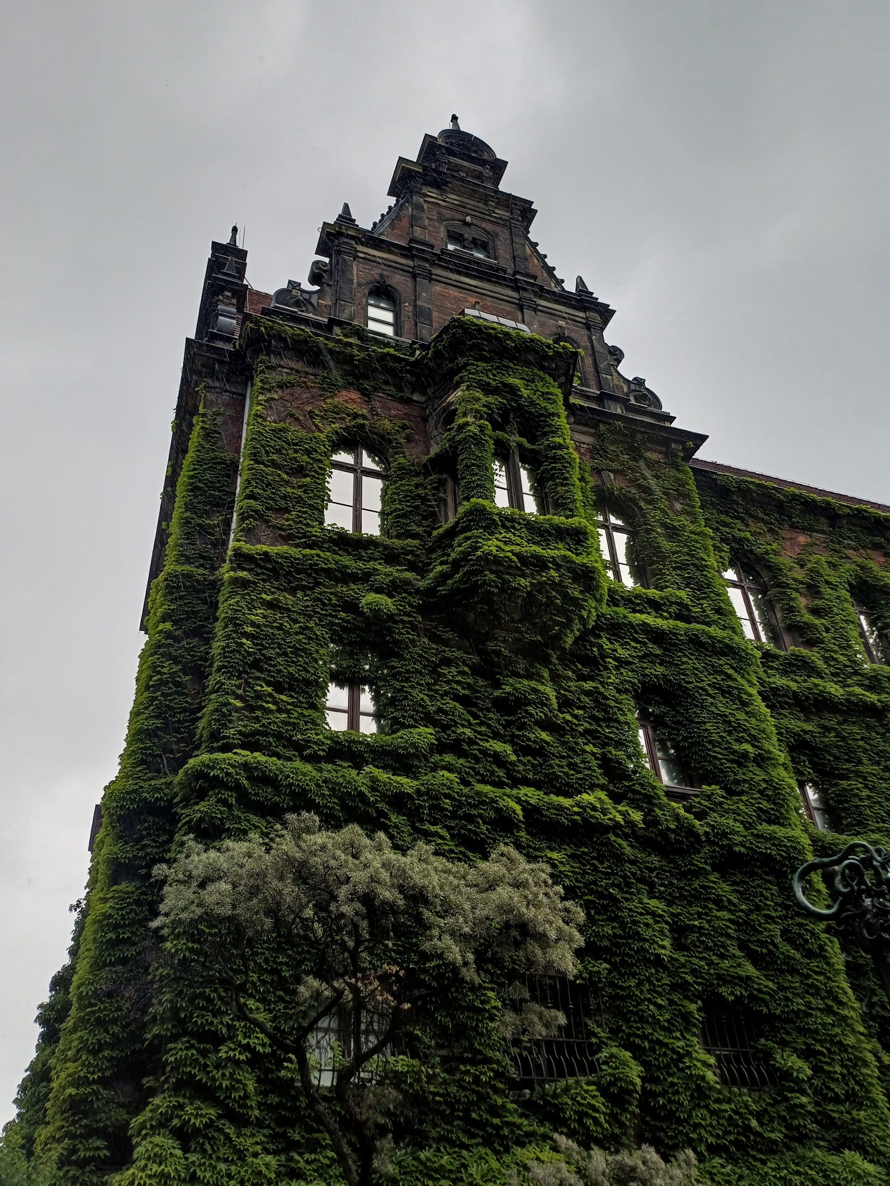 A museum building almost covered in thick green ivy under a grey sky