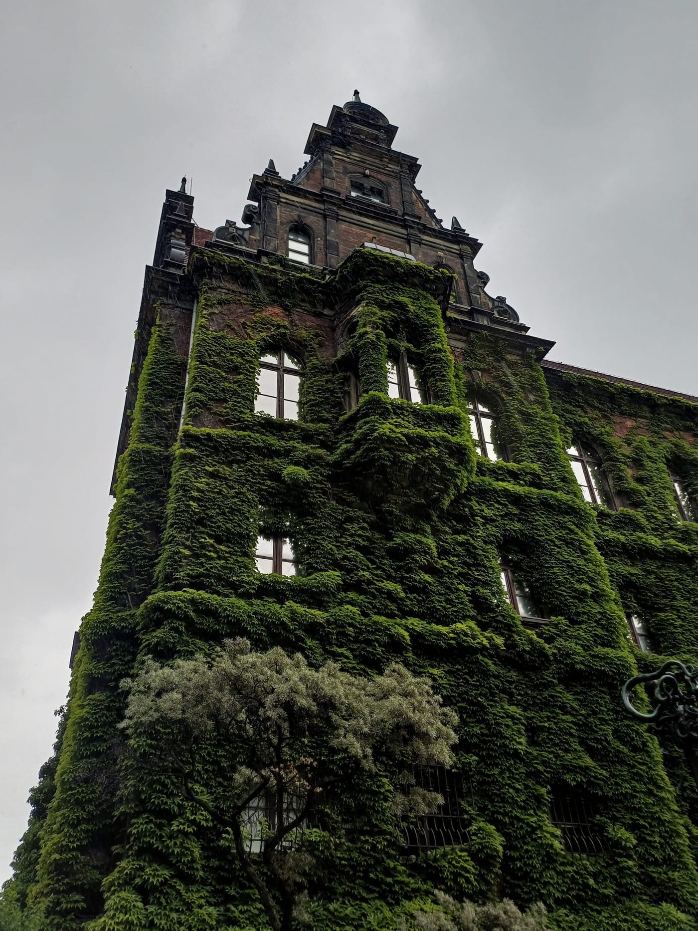 A museum building almost covered in thick green ivy under a grey sky
